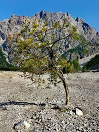 Trees with mountain in background