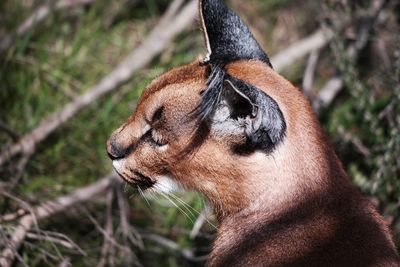 Close-up of a wild cat