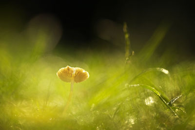 Close-up of flowering plant on field