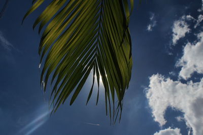 Low angle view of coconut palm tree against sky