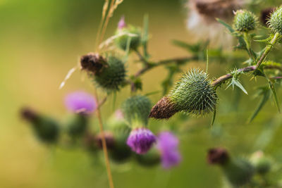 Close-up of honey bee on plant