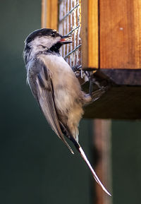 Close-up of bird perching on wood