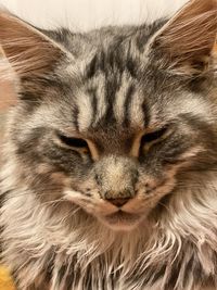 Close-up portrait of a cat