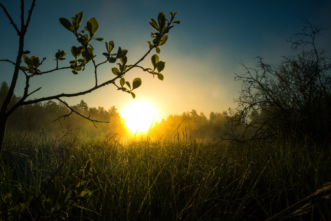 PLANTS GROWING ON FIELD AGAINST BRIGHT SUN