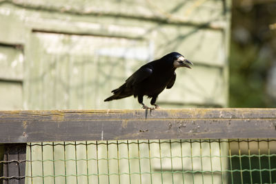 Bird perching on a fence