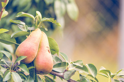 Close-up of fruit growing on tree