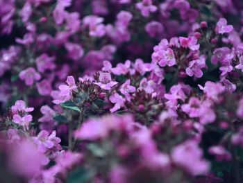 Close-up of fresh flowers blooming in nature