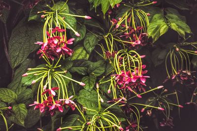 High angle view of pink flowering plants