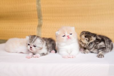 Cute kittens sitting on bed