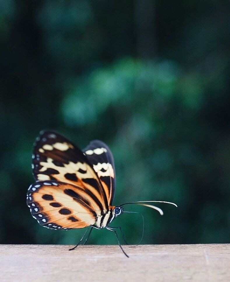 CLOSE-UP OF BUTTERFLY AGAINST BLURRED BACKGROUND