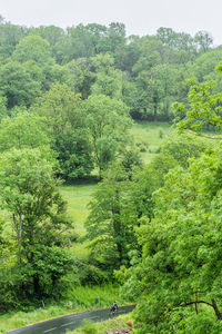 Road amidst trees in forest
