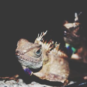 Close-up of lizard on white surface