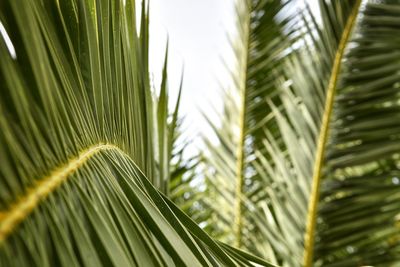 Close-up of palm leaves