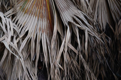 Full frame shot of palm leaf