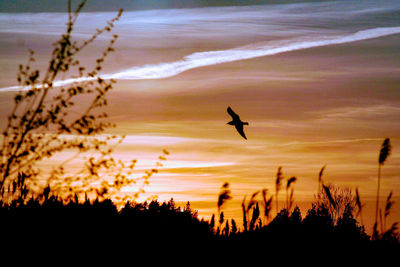 Silhouette birds flying against orange sky