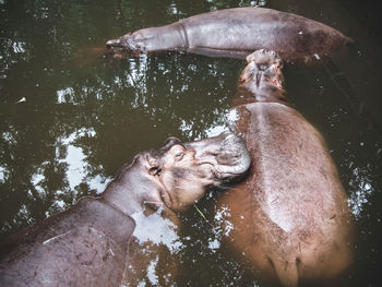 High angle view of hippotamus lying on other hippo' s back  in lake. group of hippopotamus in lake. 