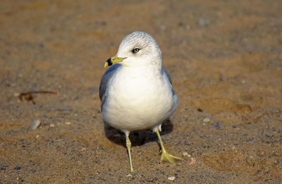 Close-up of bird perching on ground