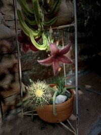 High angle view of potted plant