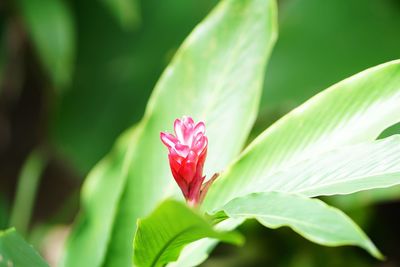 Close-up of red rose flower