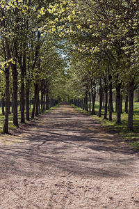 Walkway amidst trees