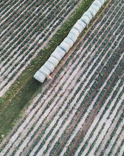 High angle view of crops on field