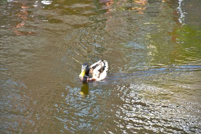 High angle view of duck swimming in lake