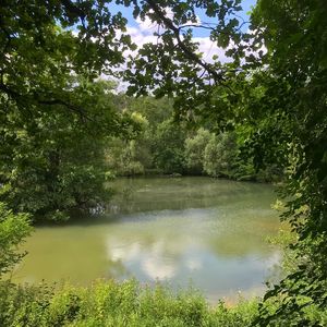 Scenic view of lake in forest