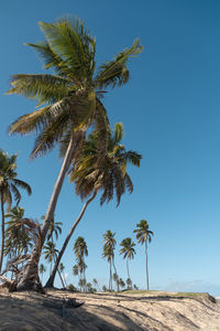 Palm trees in the atlantic coast of bahia, brazil 