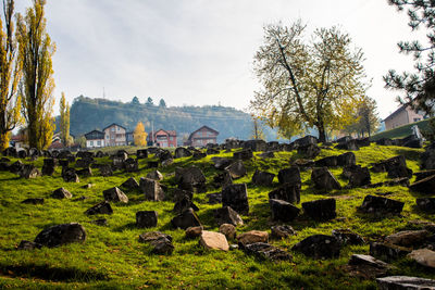 View of cemetery against sky