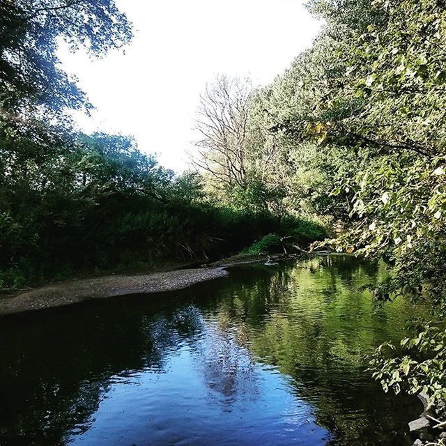 water, tree, reflection, tranquility, tranquil scene, lake, waterfront, clear sky, nature, beauty in nature, scenics, river, growth, branch, green color, idyllic, day, outdoors, no people, sky