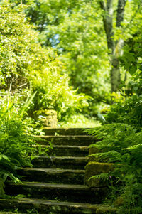 Close-up of steps