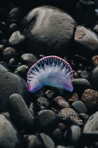 High angle view of jellyfish in aquarium