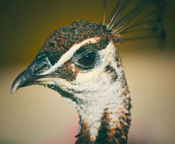 Close-up of a bird