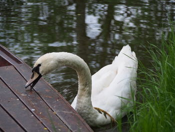 Swan swimming in lake