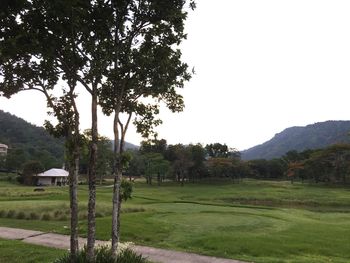 Trees on grassy field