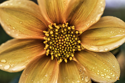 Close-up of wet flower