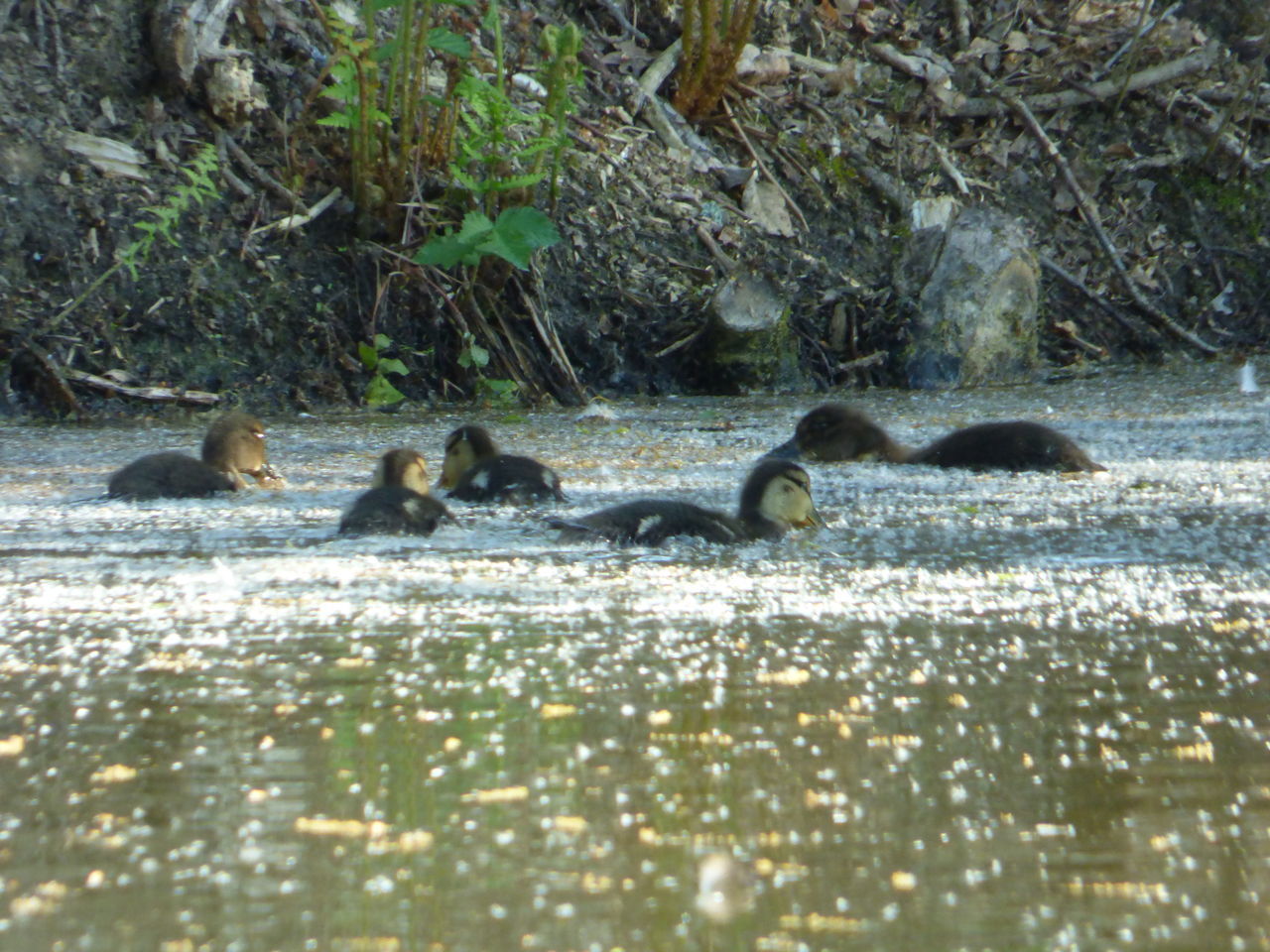 VIEW OF DUCKS SWIMMING ON WATER