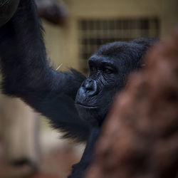 Close-up of monkey looking away