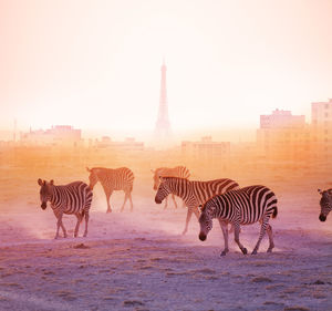 Zebra with horses in city