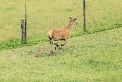 Giraffe on field