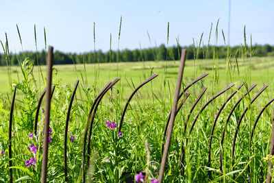 Crops growing on field against sky