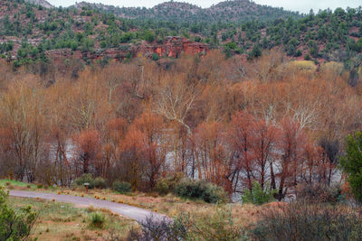 Scenic view of forest during autumn