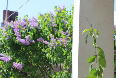 Flowers blooming outdoors