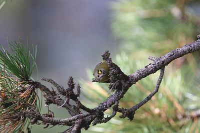 Squirrel perching on a tree