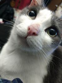 Close-up portrait of cat