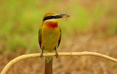 Close-up of bird perching on branch