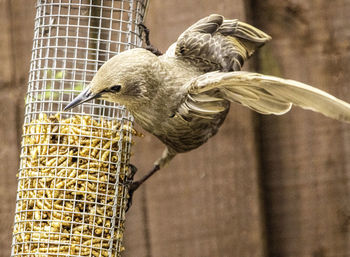 Close-up of bird perching in cage