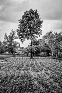 Trees on field against sky