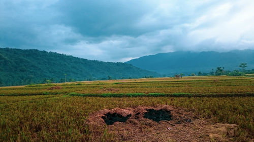 Scenic view of field against sky