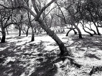 Bare trees against sky